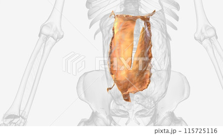 The transverse mesocolon is a broad, meso-fold of peritoneum The transverse mesocolon is a broad, meso-fold of peritoneum 115725116