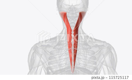 The splenius capitis is a deep muscle of the neck. 115725117