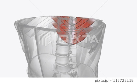 The serratus posterior inferior is a muscle within the intermediate compartment of the back The serratus posterior inferior is a muscle within the intermediate compartment of the back 115725119