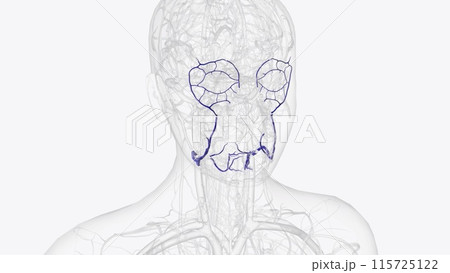 Facial veins are tiny blood vessels, called capillaries, that exist right under the surface of your skin 115725122