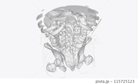 Superficial Iymphatics of thorax 115725123