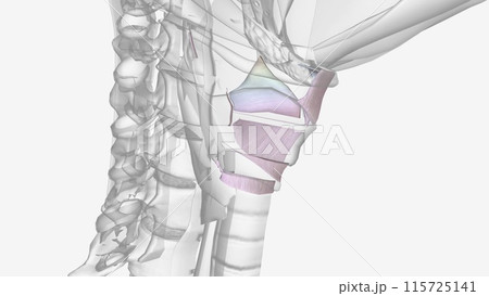 Ligaments of the head and neck 115725141