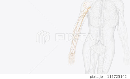 Terminal nerves of right brachial plexus Terminal nerves of right brachial plexus 115725142
