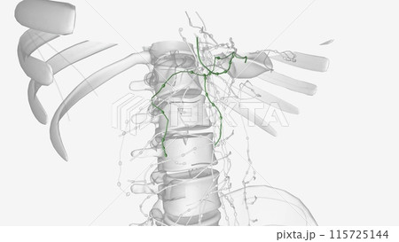The lymphatic system of the pancreas is a complex, intricate network of lymphatic vessels 115725144