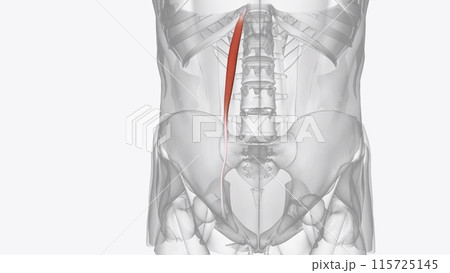 The psoas minor muscle is a long, slender skeletal muscle The psoas minor muscle is a long, slender skeletal muscle 115725145