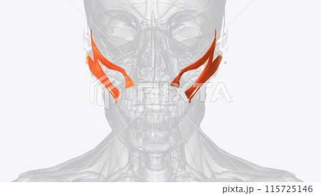 The brachialis (brachialis anticus), also known as the Teichmann muscle, is a muscle in the upper arm that flexes the elbow The brachialis (brachialis anticus), also known as the Teichmann muscle, is a muscle in the upper arm that flexes the elbow 115725146