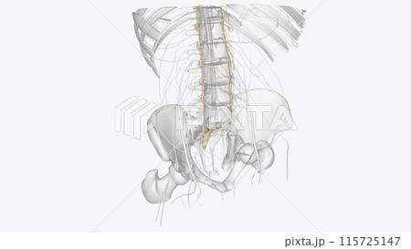 The sympathetic trunks are a paired bundle of nerve fibers that run from the base of the skull to the coccyx The sympathetic trunks are a paired bundle of nerve fibers that run from the base of the skull to the coccyx 115725147
