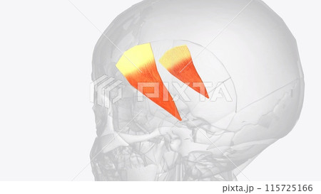 The Temporoparietalis is a muscle of scalp that attaches from the fascia superior to the ear to the Galea aponeurotica 115725166