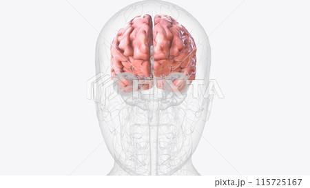 The cerebral cortex, also known as the cerebral mantle, is the outer layer of neural tissue of the cerebrum of the brain in humans 115725167