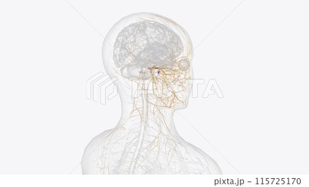 The cranial nerves are 12 pairs of nerves that can be seen on the ventral (bottom) surface of the brain The cranial nerves are 12 pairs of nerves that can be seen on the ventral (bottom) surface of the brain 115725170