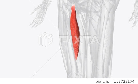 Adductor hallucis is an intrinsic, two-headed muscle in the sole of the foot Adductor hallucis is an intrinsic, two-headed muscle in the sole of the foot 115725174