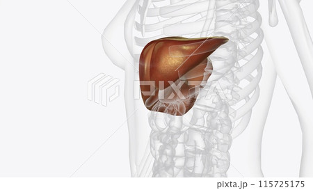The liver is a large organ in the abdomen that performs many important bodily functions, including blood filtering 115725175