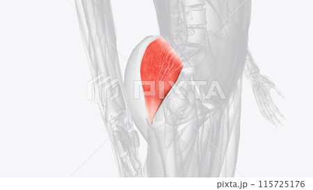 Gluteus minimus is the smallest muscle of the glutei Gluteus minimus is the smallest muscle of the glutei 115725176