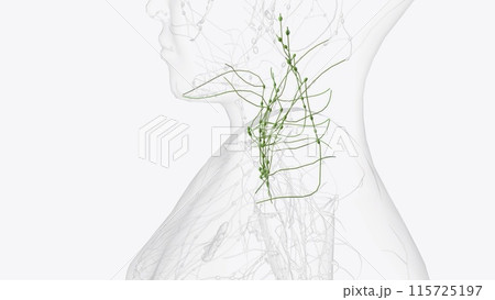 Deep Iymphatics of head and neck Deep Iymphatics of head and neck 115725197
