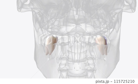 The mandibular first molar usually has two roots, a mesial and a distal The mandibular first molar usually has two roots, a mesial and a distal 115725210