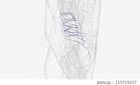 The lumbar veins are four pairs of veins running along the inside of the posterior abdominal wall, The lumbar veins are four pairs of veins running along the inside of the posterior abdominal wall, 115725217