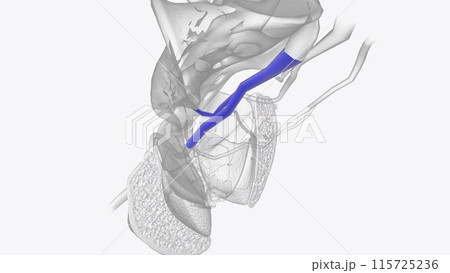 Right internal iliac vein 115725236