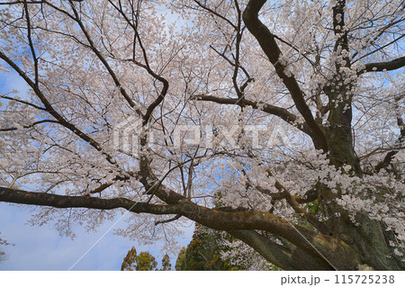 弥明の桜 115725238