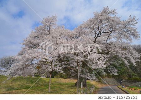弥明の桜 115725253