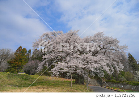 弥明の桜 115725256