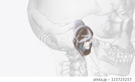 Auricular cartilage is flexible, connective tissue, sometimes referred to as gristle 115725257