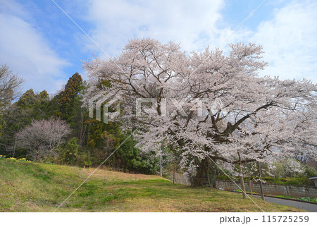弥明の桜 115725259