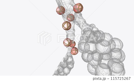Alveoli are tiny, balloon-shaped air sacs located at the end of the bronchioles, the branch-like tubes in the lungs 115725267