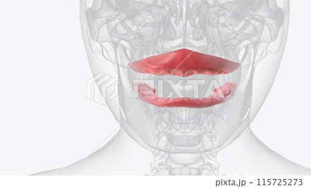 The gingiva (gums) are found in the oral cavity of humans surrounding part of their teeth The gingiva (gums) are found in the oral cavity of humans surrounding part of their teeth 115725273