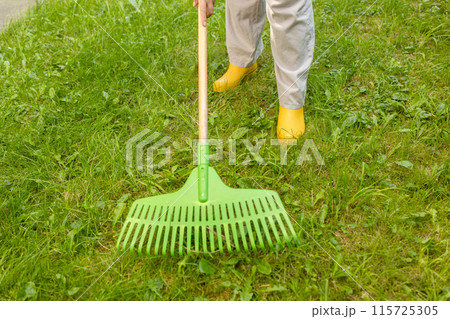Raking leaves. Female is raking leaves with a rake. Picture of elderly woman gardener working with tools in the garden 115725305