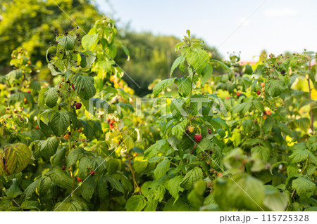 close up of branch of ripe raspberries in a garden 115725328