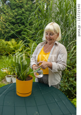 Closeup view of elderly woman watering flower plant outdoors. Pretty female taking care of garden. Watering flowers from watering can in summer time. Free time hobbies for seniors.  115725340