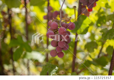 A cluster of ripe vibrant red grapes. The purple color of the organic seedless grapes is growing and hanging on a fruit plant. The grape leaves on the plant are smooth and large with toothed edges. A cluster of ripe vibrant red grapes. The purple color of the organic seedless grapes is growing and hanging on a fruit plant. The grape leaves on the plant are smooth and large with toothed edges. 115725357