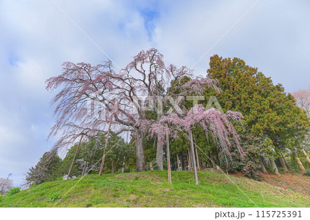 合戦場の枝垂れ桜 115725391