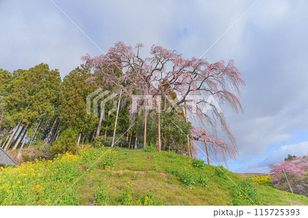 合戦場の枝垂れ桜 115725393