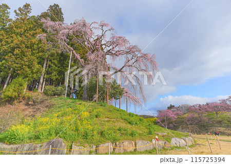 合戦場の枝垂れ桜 115725394