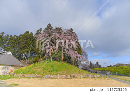 合戦場の枝垂れ桜 115725396