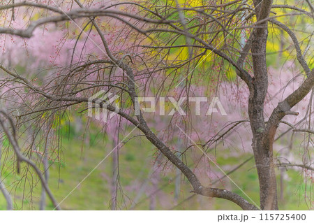 合戦場の枝垂れ桜 合戦場の枝垂れ桜 115725400