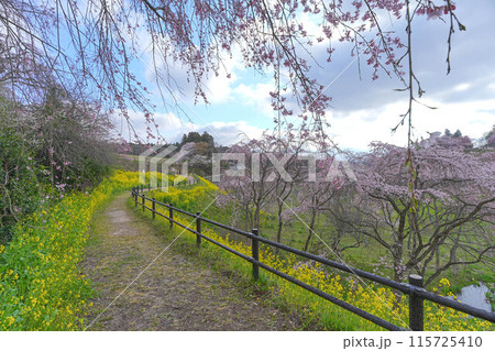 合戦場の枝垂れ桜 115725410