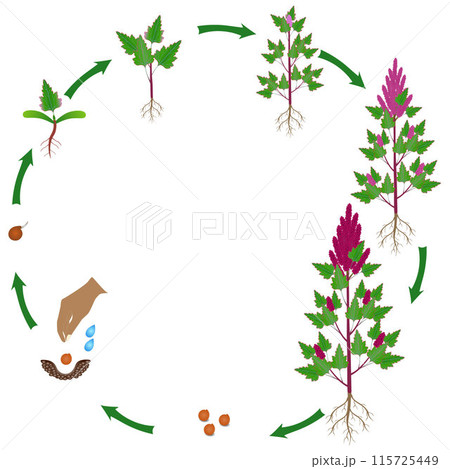 Life cycle of quinoa plant on a white background. 115725449