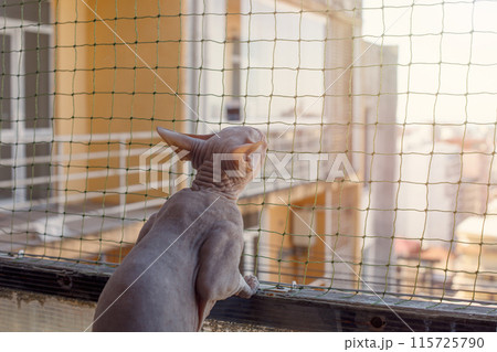 Beautiful sphinx cat sitting on a balcony with net protection 115725790