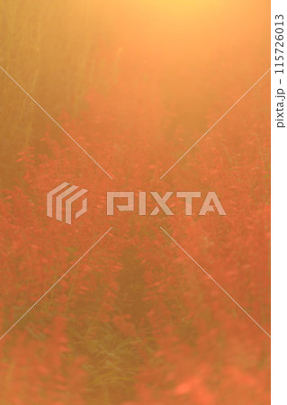 夕日に照らされるサルビア（縦） 115726013