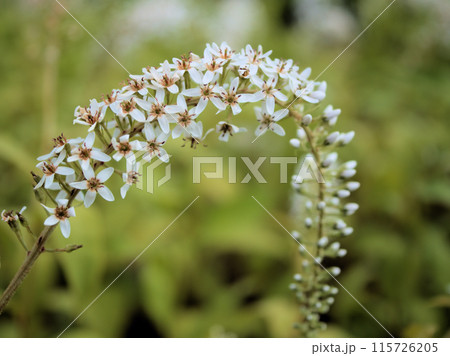 6月に咲いた白くて可憐なオカトラノオの花 6月に咲いた白くて可憐なオカトラノオの花 115726205
