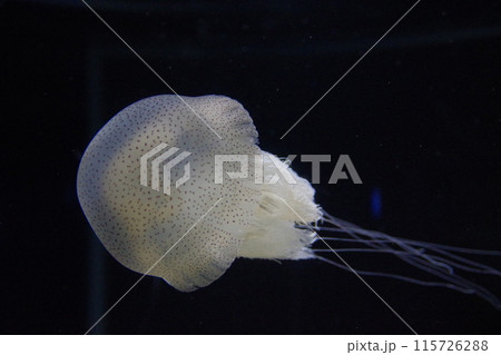 アカホシイトヒキクラゲ オシャレ模様生き物生き物ヒョウガライトヒキクラゲ 115726288