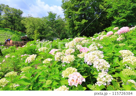 【香川県】梅雨時期の国営讃岐まんのう公園（紫陽花） 115726384