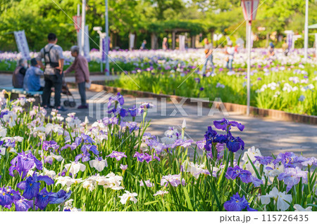 油ヶ渕遊園地、満開の花しょうぶ〈愛知県碧南市〉 115726435