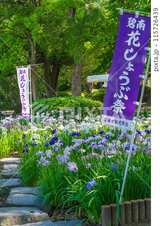 油ヶ渕遊園地、満開の花しょうぶ〈愛知県碧南市〉 115726439