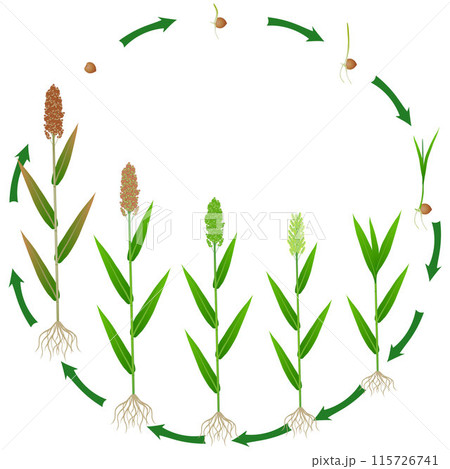 Life cycle of sorghum plant on a white background. Life cycle of sorghum plant on a white background. 115726741