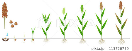 Cycle of growth of a sorghum plant on a white background. 115726759
