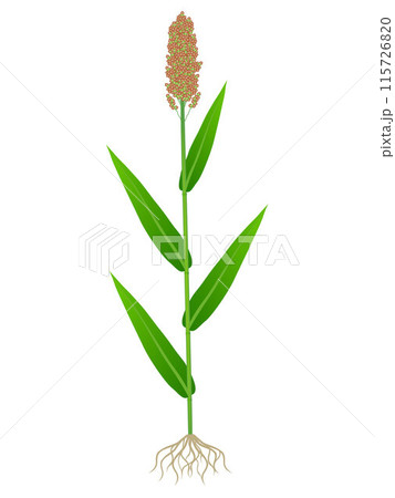 Sorghum plant with roots isolated on white background. 115726820