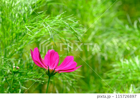 一輪のコスモスの花が秋の清涼感を呼ぶ 115726897
